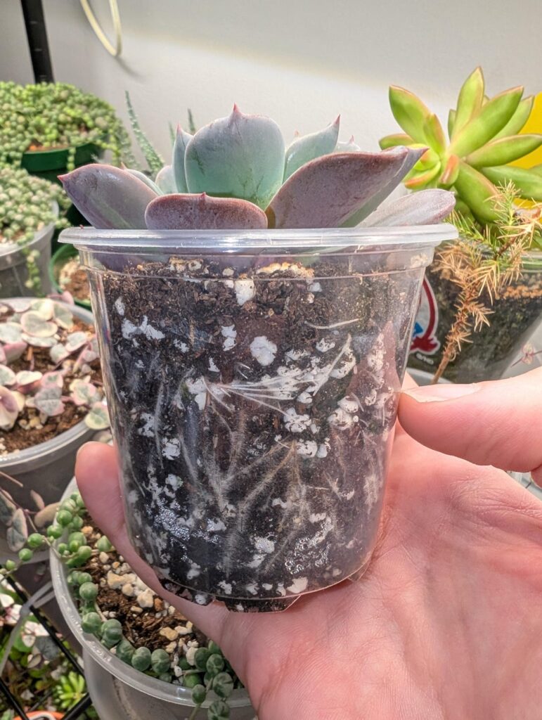 Love it when a recently propagated succulent explodes with roots basically overnight