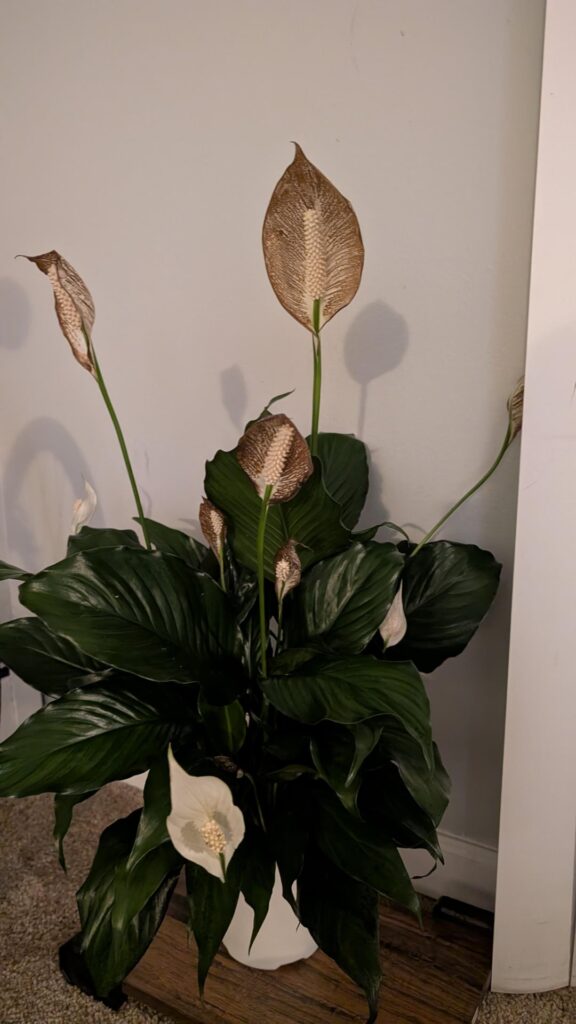What to do when Peace Lily turn brown right after buying from store?