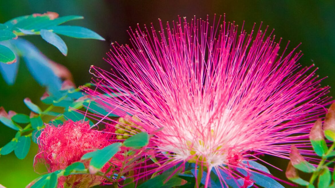 Florida invasive plants sold in stores. Gardeners beware of these 8 Florida invasive plants sold in stores. Gardeners beware of these 8