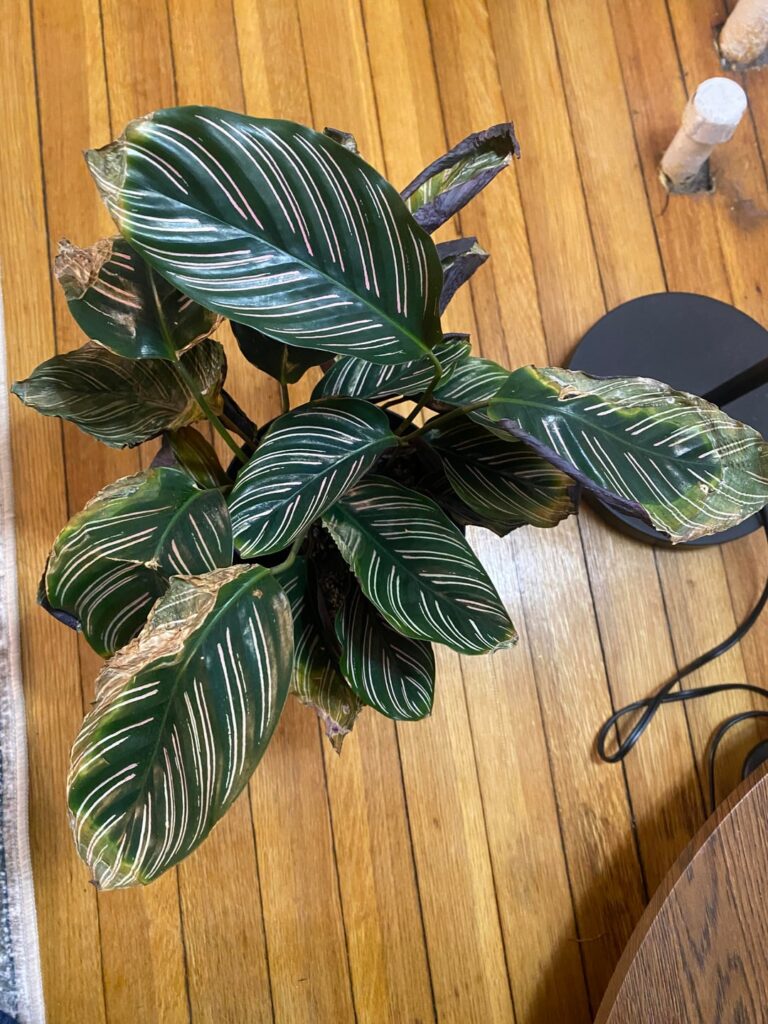 Pinstripe calathea not looking so good 🥶