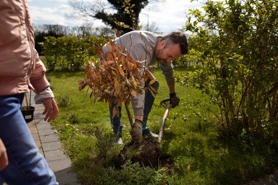 individual planting a tree in a garden