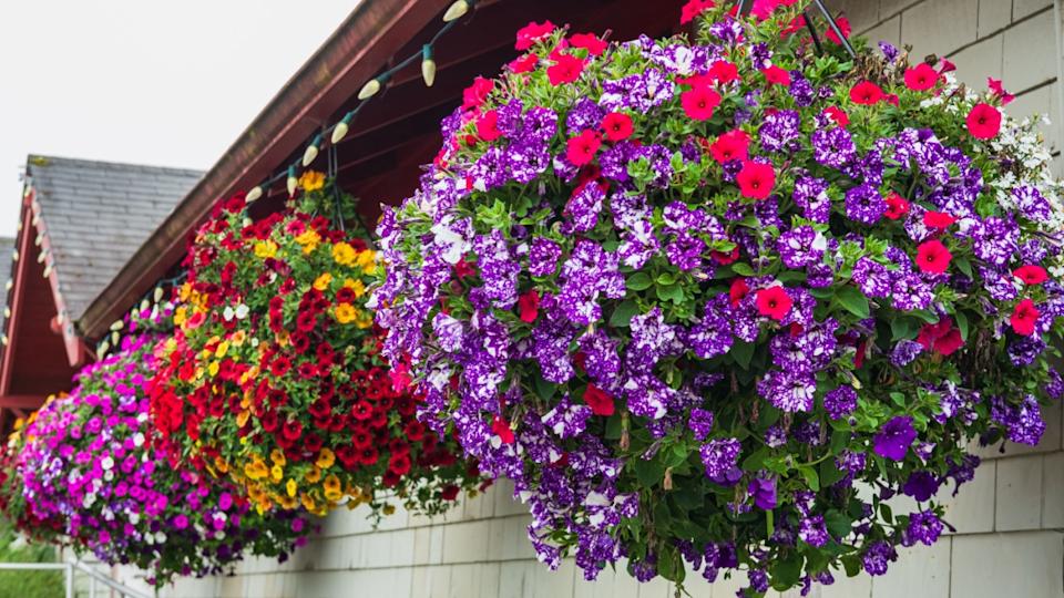 Flowers in hanging basket around the house. Hanging Flower Pots hanging on a wooden wall. Purple and pink petunias in a hanging basket. Pots of bright calibrachoa flowers
