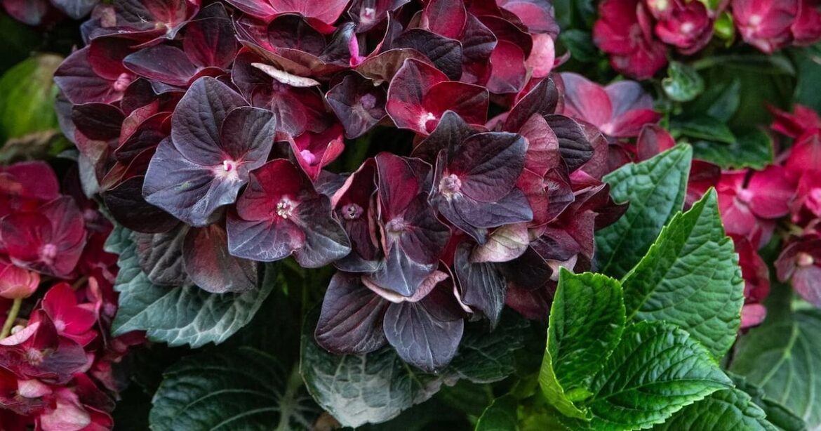 A preview of flowering plants that are new to the market for 2026