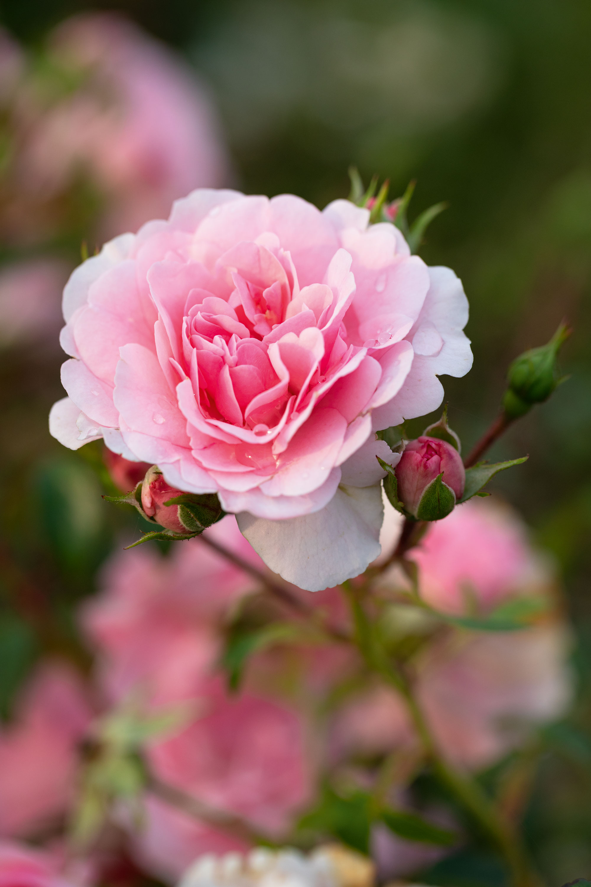 Trevor White and his roses as photographed by Richard Bloom