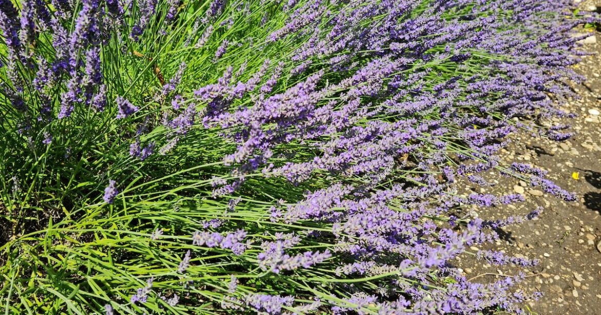 How can I care for my lavender hedge? – The Irish Times
