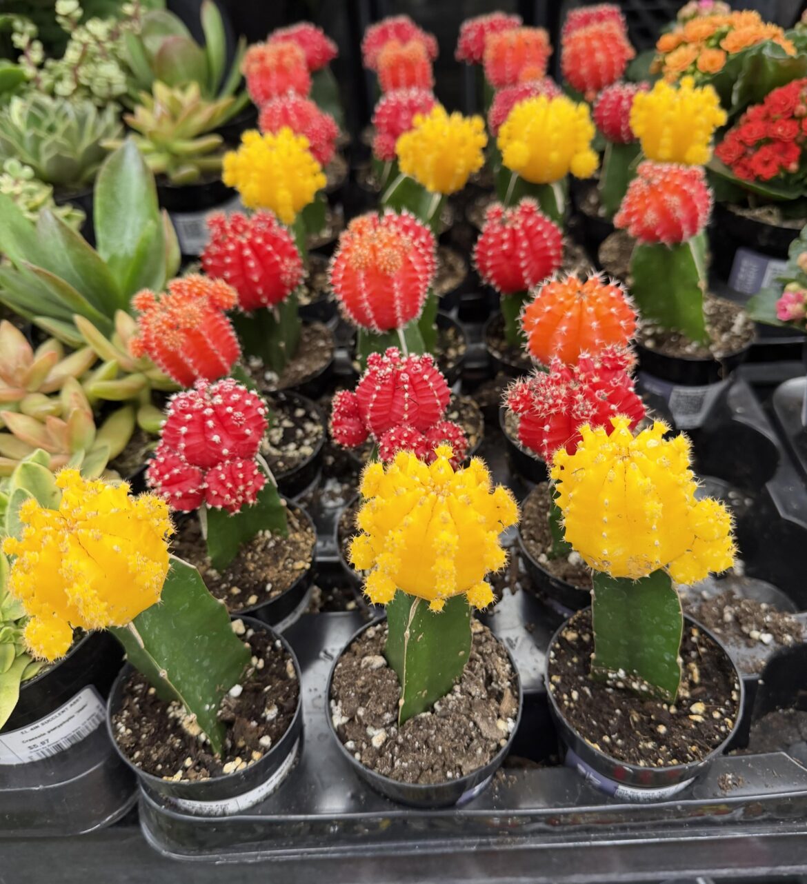 Are these natural colors or somehow dyed?