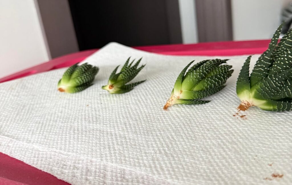 Please help me save my beautiful plant 🪴 (ps - that’s organic cinnamon powder on the ends which was advice I saw in a few online spaces)