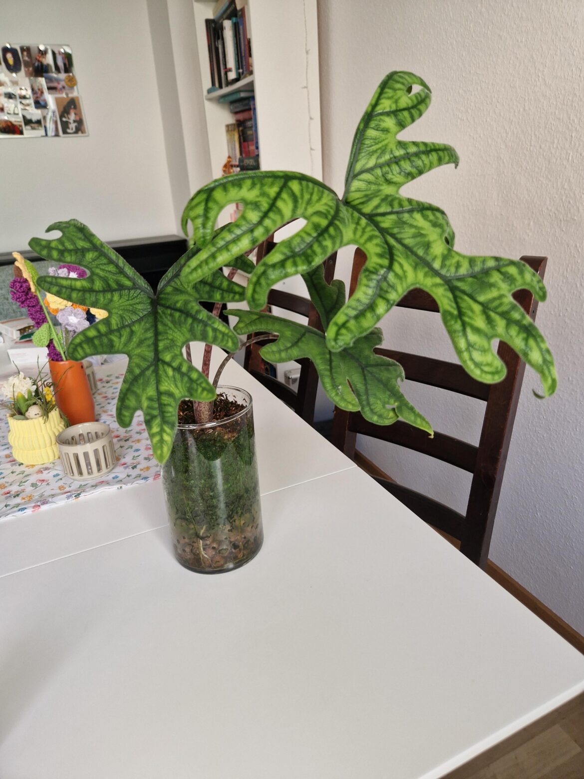 Alocasia Jacklyn finally growing