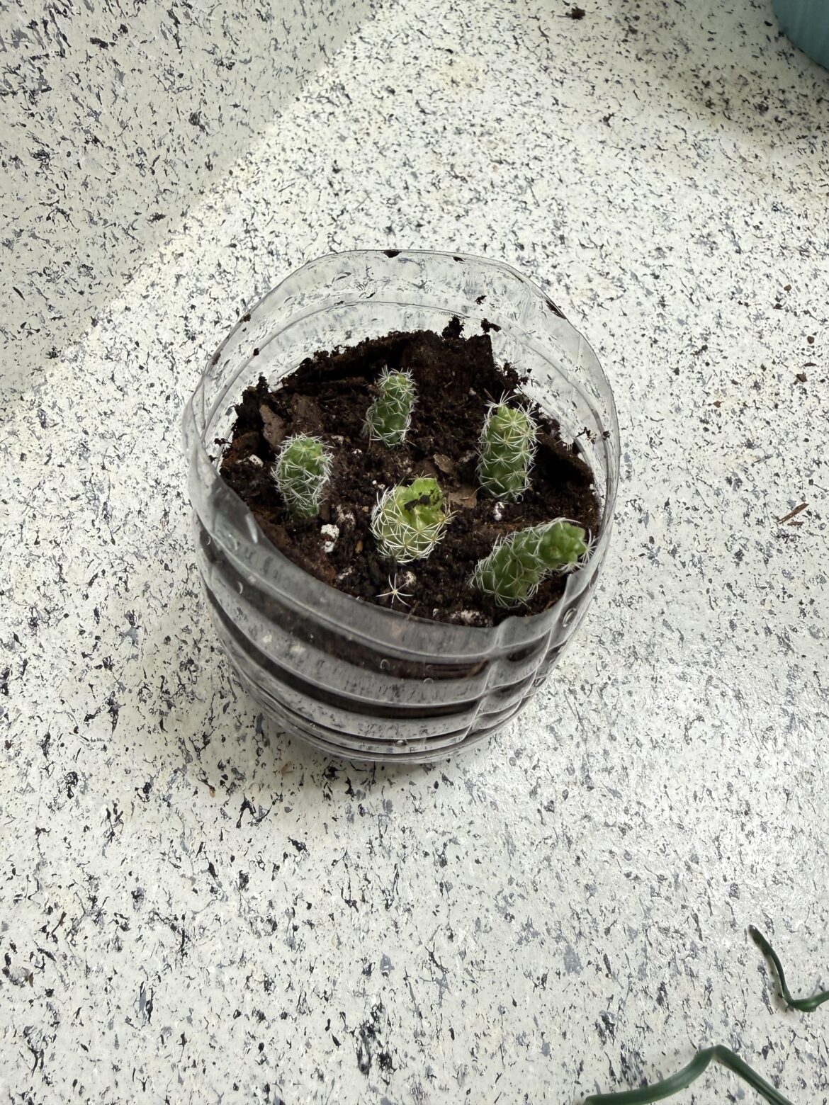 Failed the mom plant, but I’ll take better care of her children