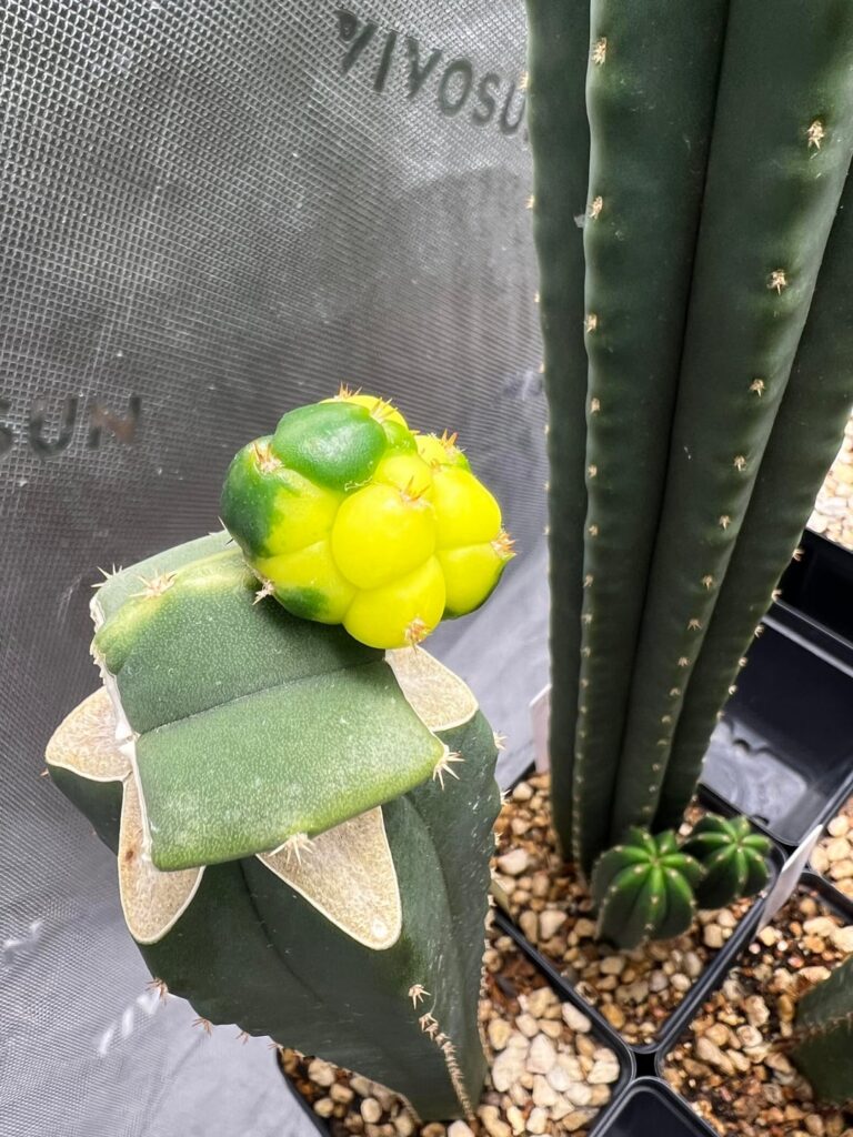 Mahuika (variagated)