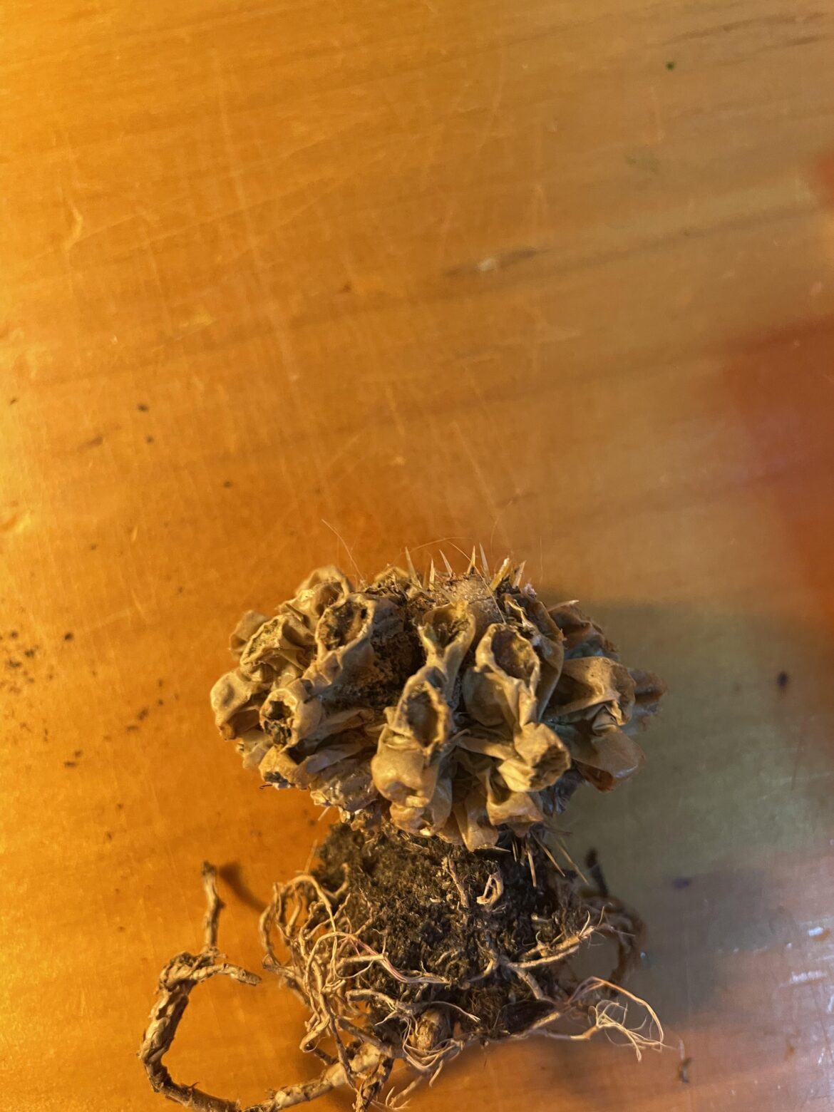 Help my cactus is dying how do I save it!?