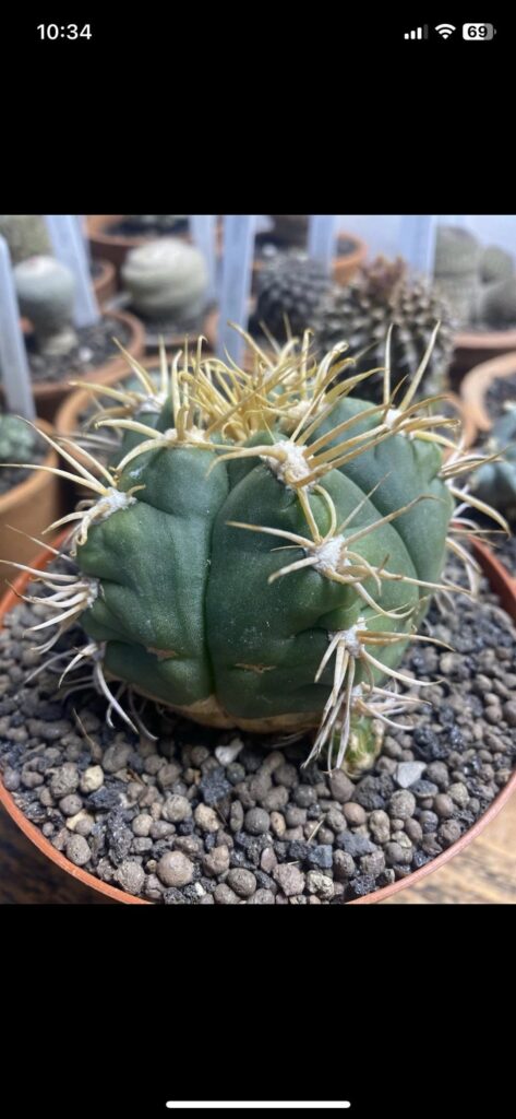 My large Gymnocalycium Denudatum