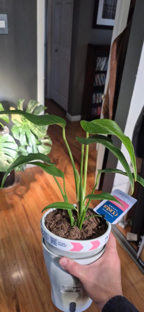 Walmart has some occasional bangers