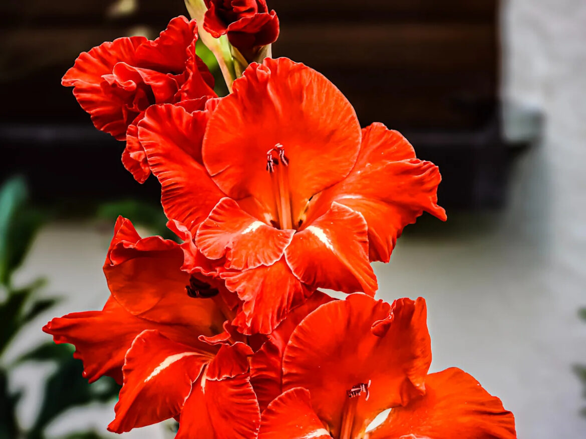 18 Underrated Plants That Add an Element of Surprise to Your Garden Yahoo creators home