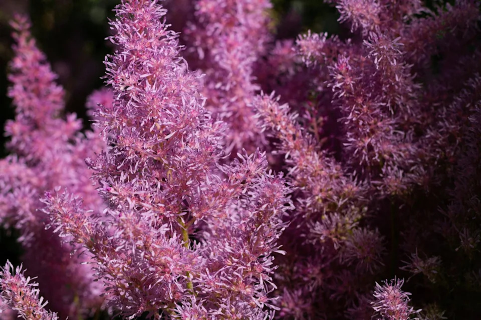 Astilbes, or splendid splinters. K8/unsplash, <a href="http://creativecommons.org/licenses/by/4.0/" rel="nofollow noopener" target="_blank" data-ylk="slk:CC BY;elm:context_link;itc:0;sec:content-canvas" class="link ">CC BY</a>