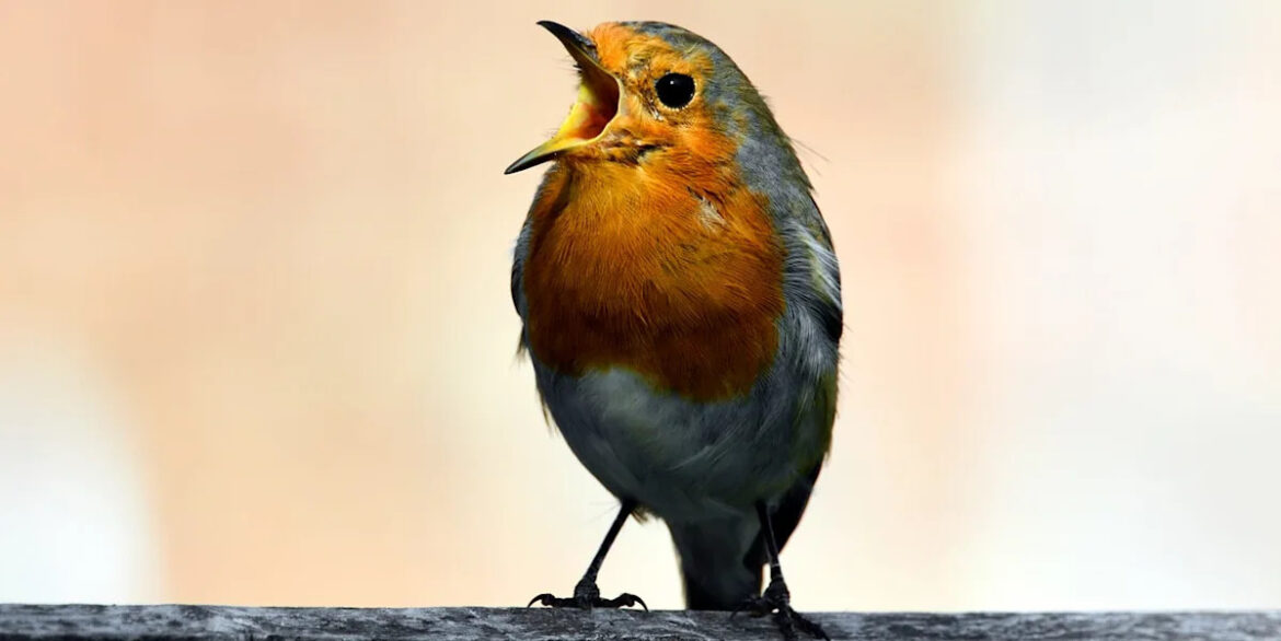 Britain’s noisiest birds: 8 garden chatterboxes you’ll definitely hear