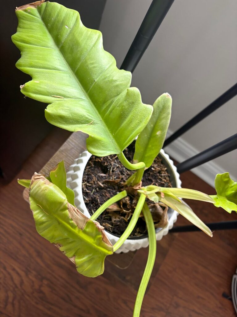 Is this a philodendron?