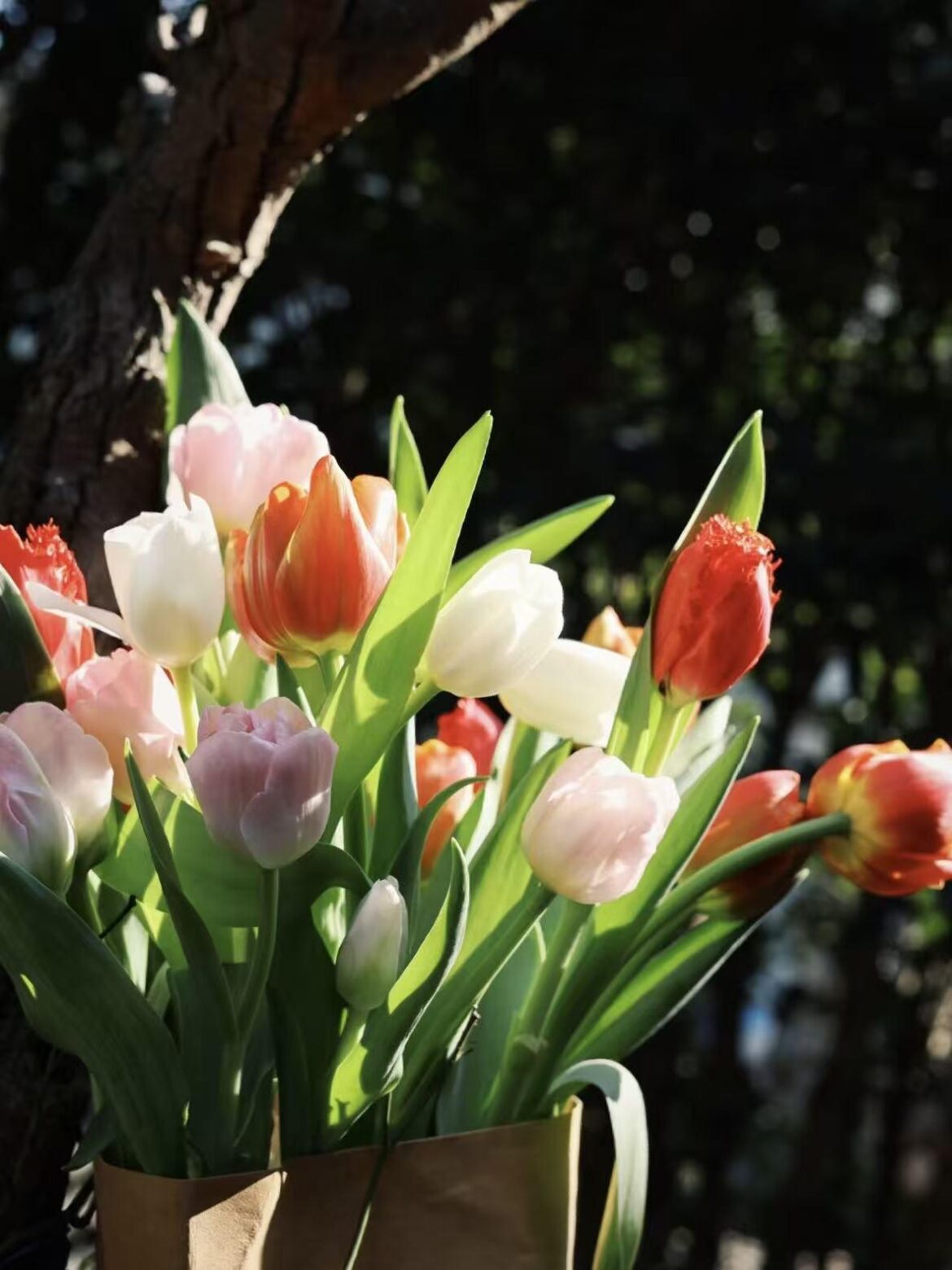 My tulips are glowing in the sunlight