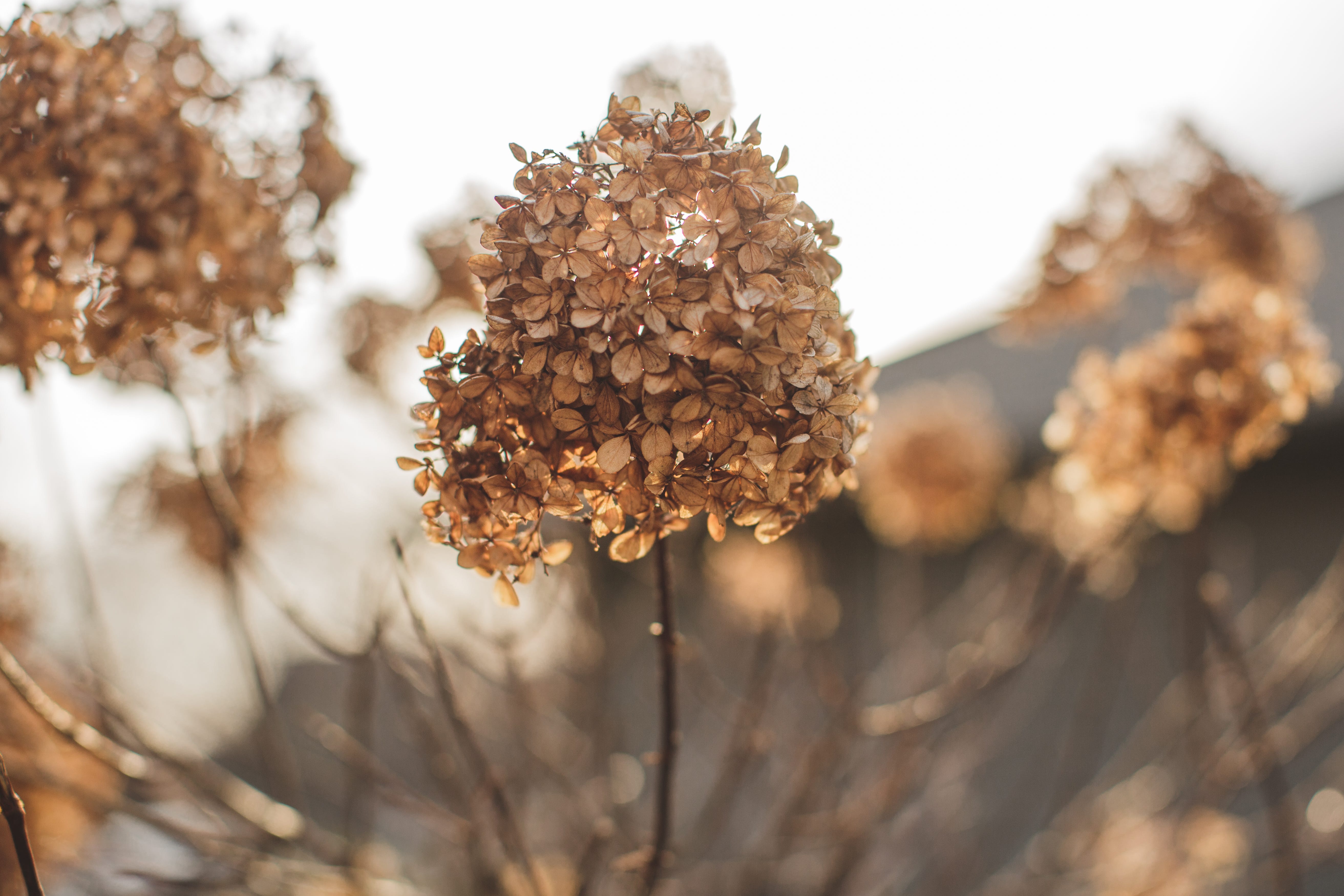 Dried hydrangea flowers