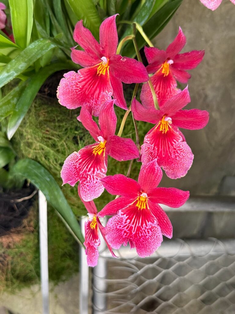Orchids from the National Orchid Garden in Singapore