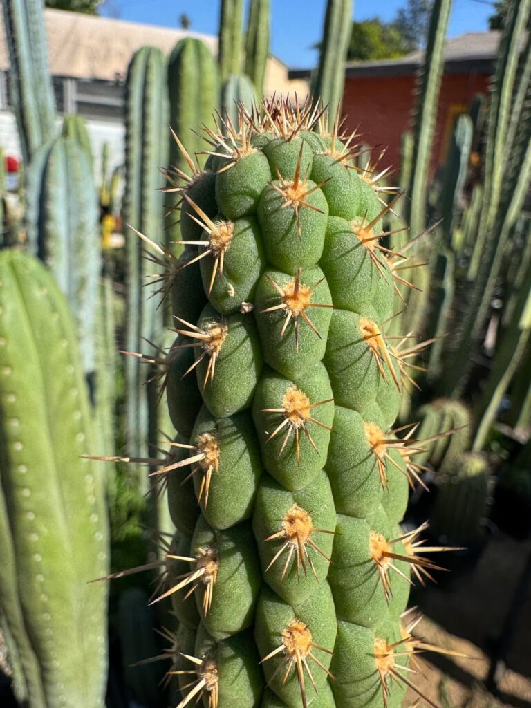 Loxanthocereus sulcifer