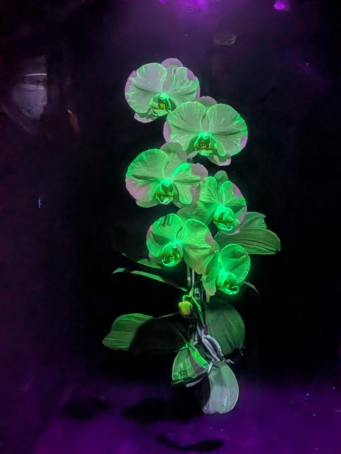 Bioluminescent Phalaenopsis