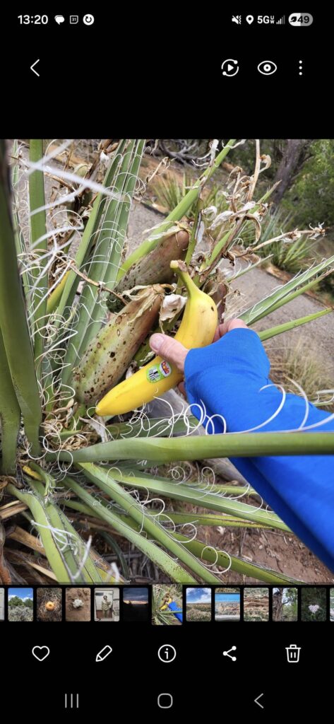 Banana yucca (Yucca baccata) fruit, with banana for scale