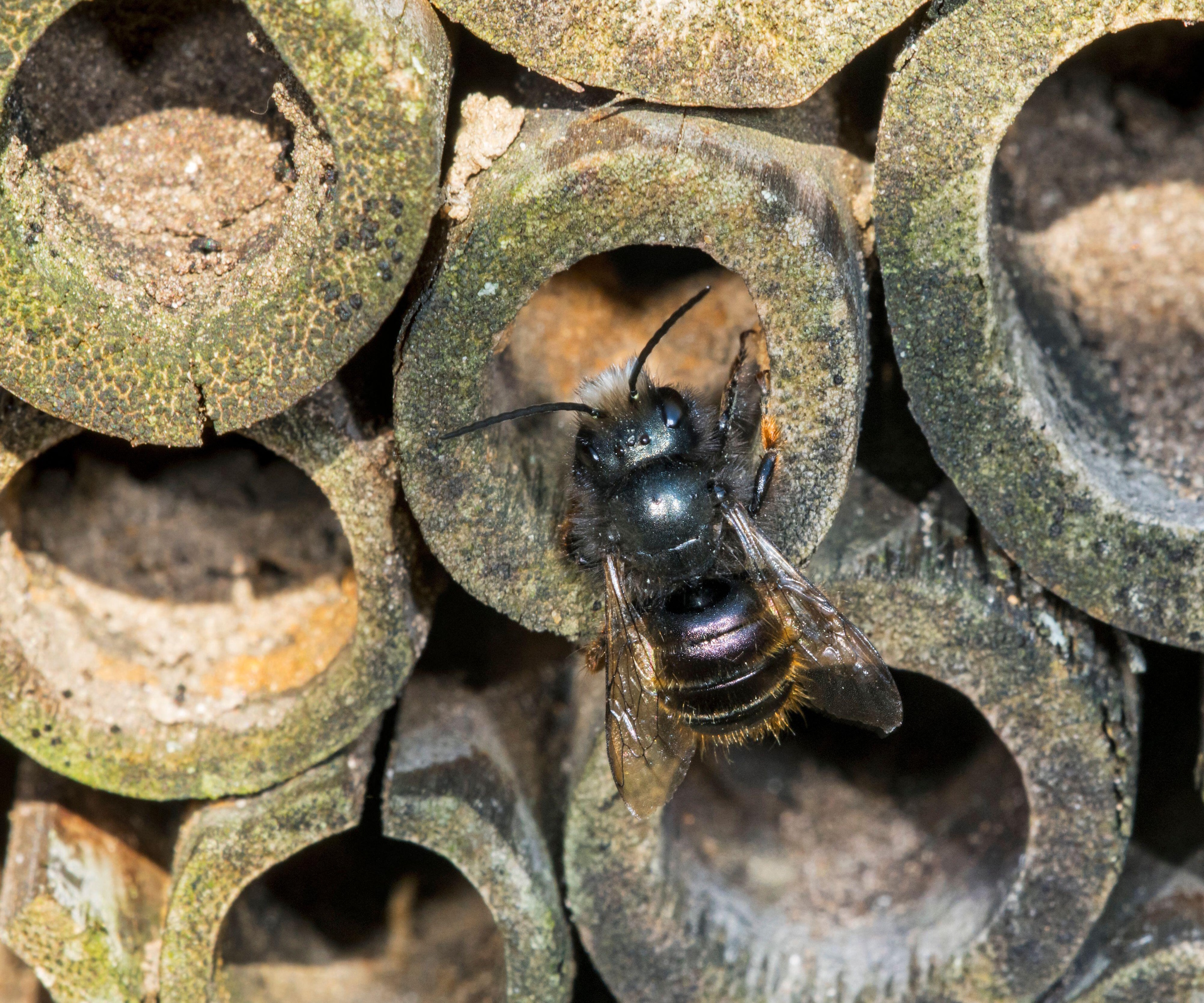 Mason bee