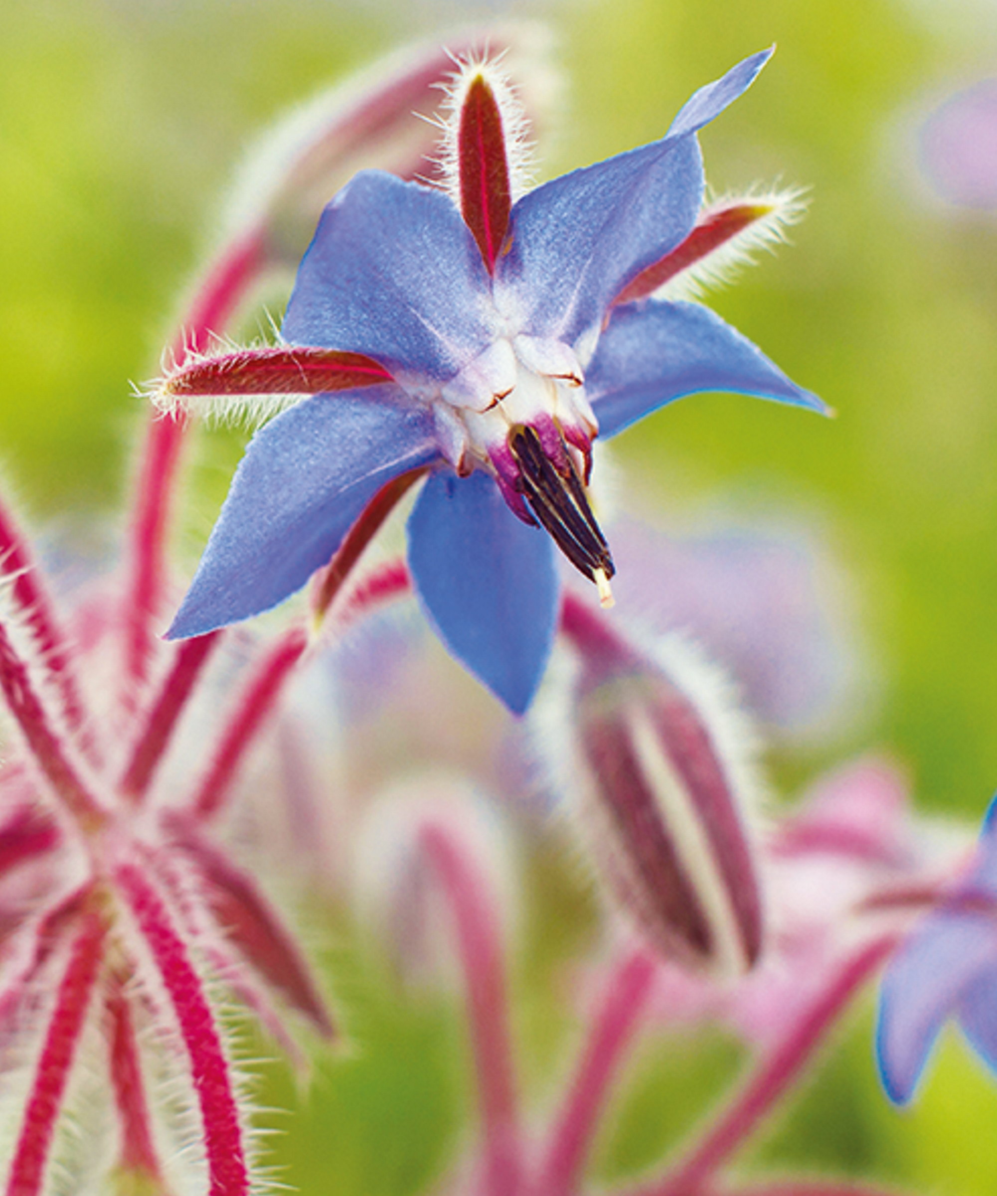 A blue star-shaped flower of borage sitting atop a red stem