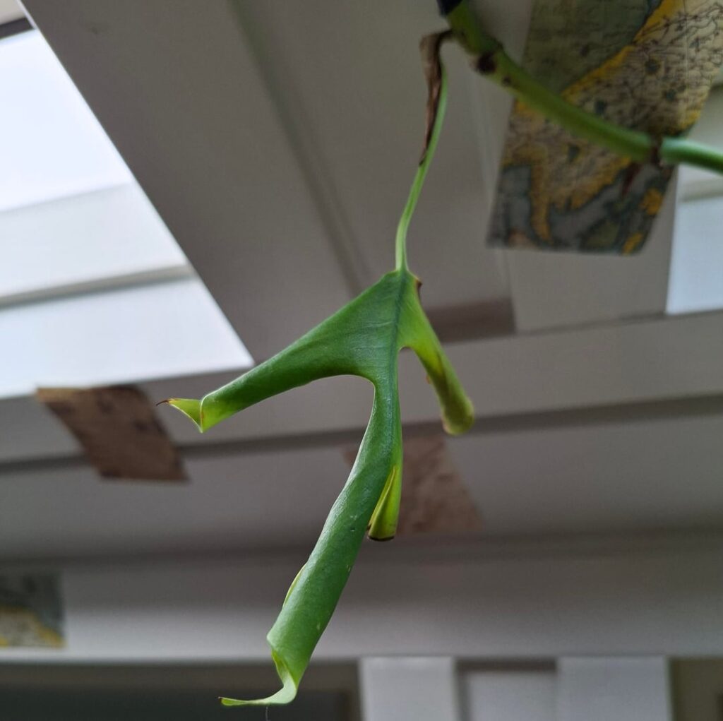 I dont think my monstera minima is going to make it :( can i still propagate it? I dont think my monstera minima is going to make it :( can i still propagate it?