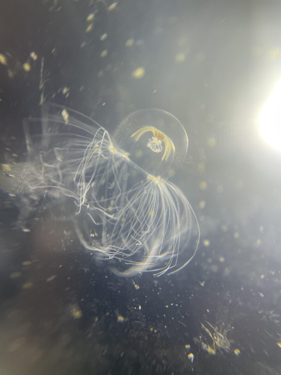 Pensacola Jellyfish Jar: Nemopsis Medusa under magnification