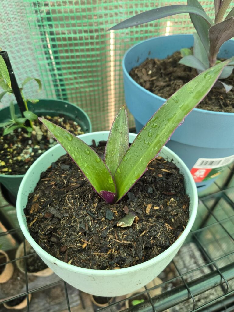 What do we think? Moses in a basket/boat lily?