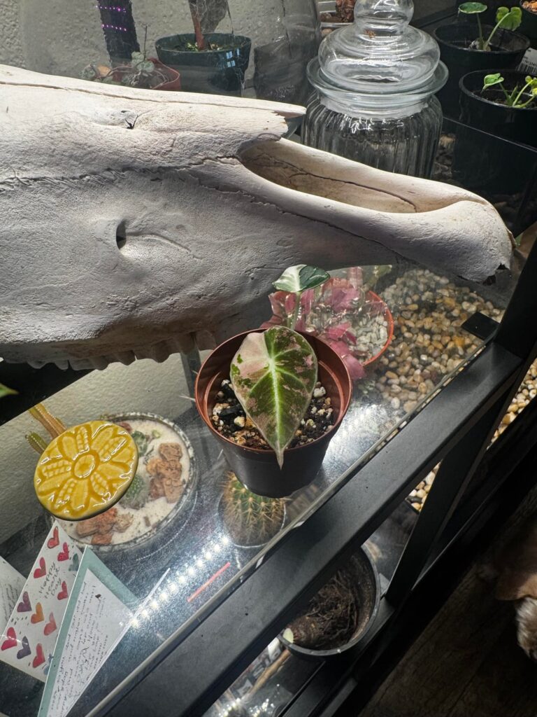 Welcome my newest member!!🙈