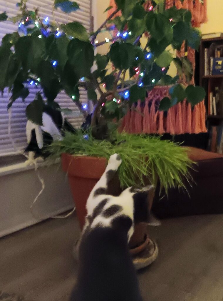 Cat Grass Living Best Life