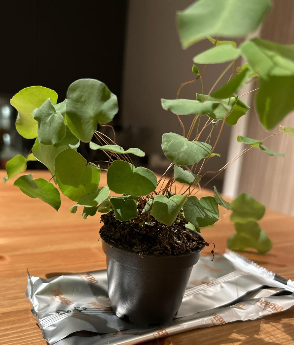 Bought this plant but not sure what it is