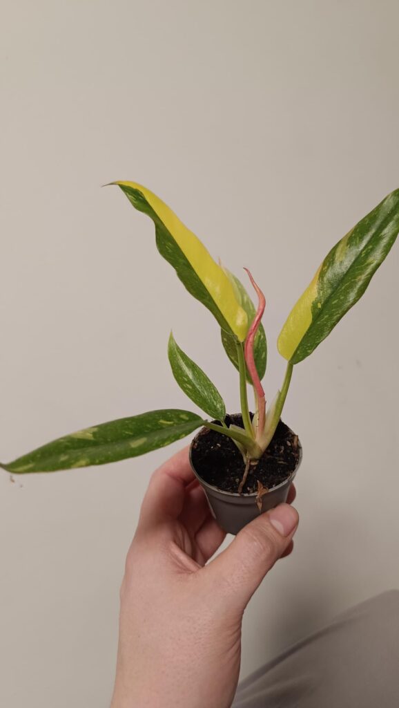 Philodendron ring of fire (variegated?)