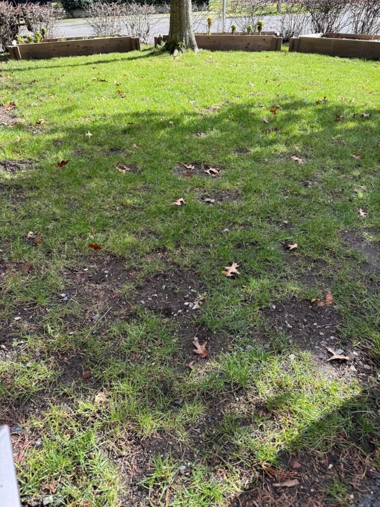 Review my lawn plan for this spring’s lawn refresh (Zone 9a Western Washington) Review my lawn plan for this spring's lawn refresh (Zone 9a Western Washington)
