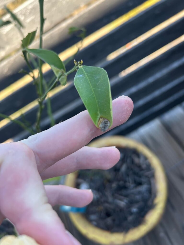 Any idea what's going on with my Meyer Lemons? This only started happening in the Fall. Should I prune and treat healthy leaves with Neem oil? Thanks!