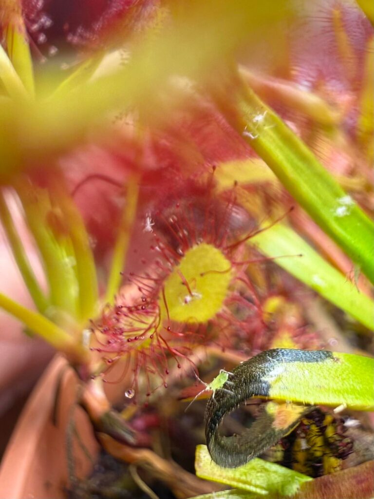 Dang it! Aphids! Dang it! Aphids!