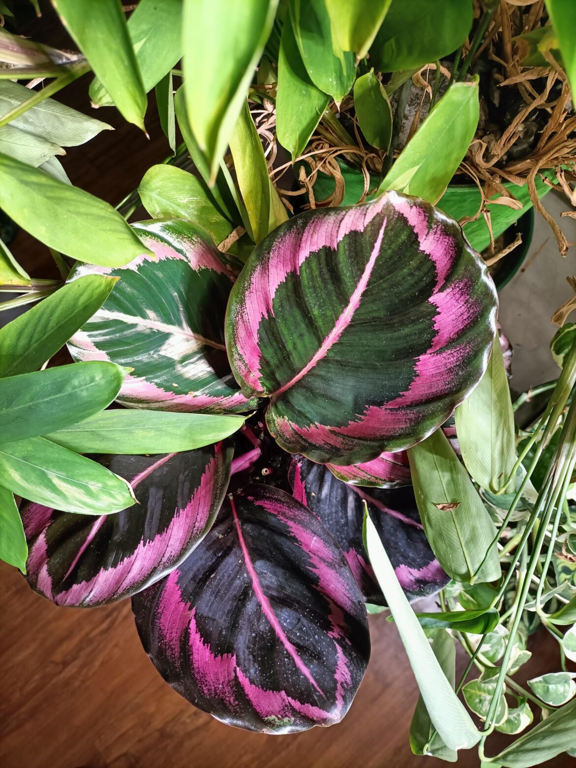 First time I keep one alive for 3 months!