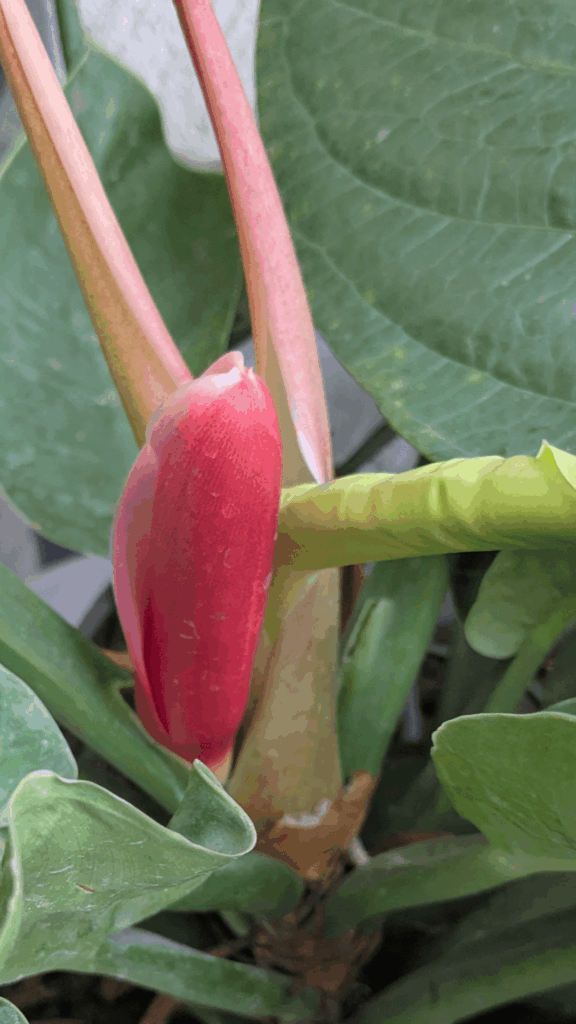 My philodendron after a year of potting
