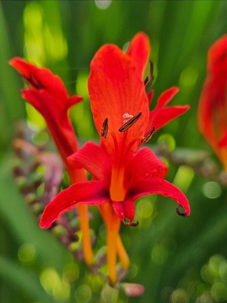 Montbretias: genus Crocosmia ❤️