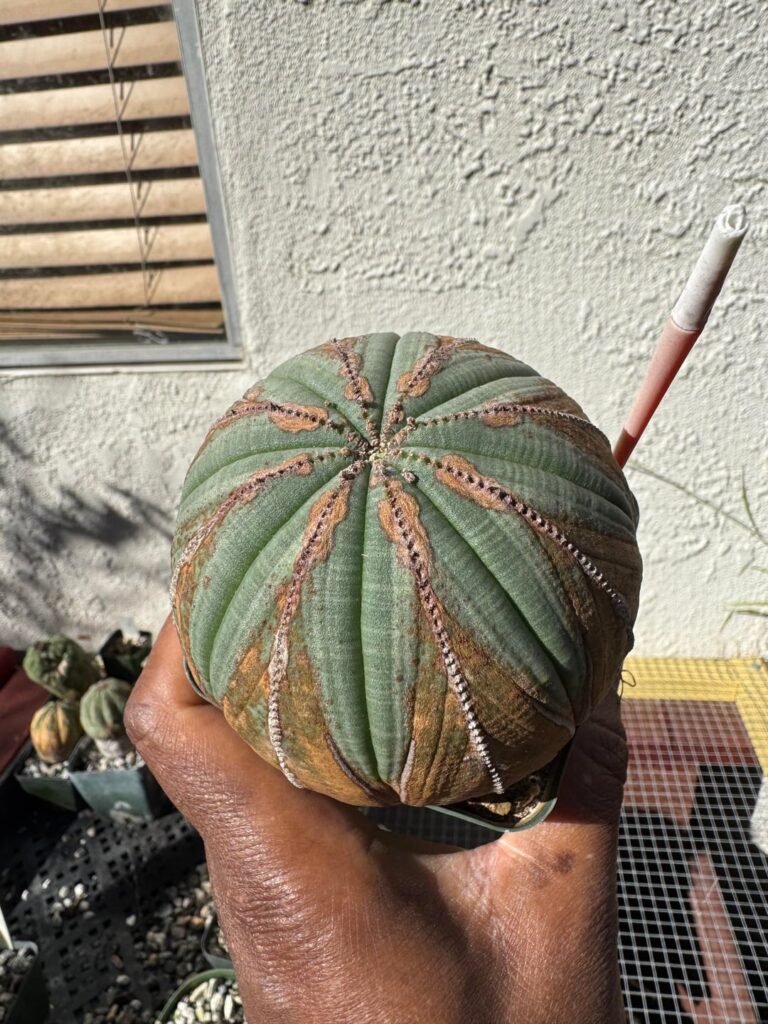 Weathered to perfection