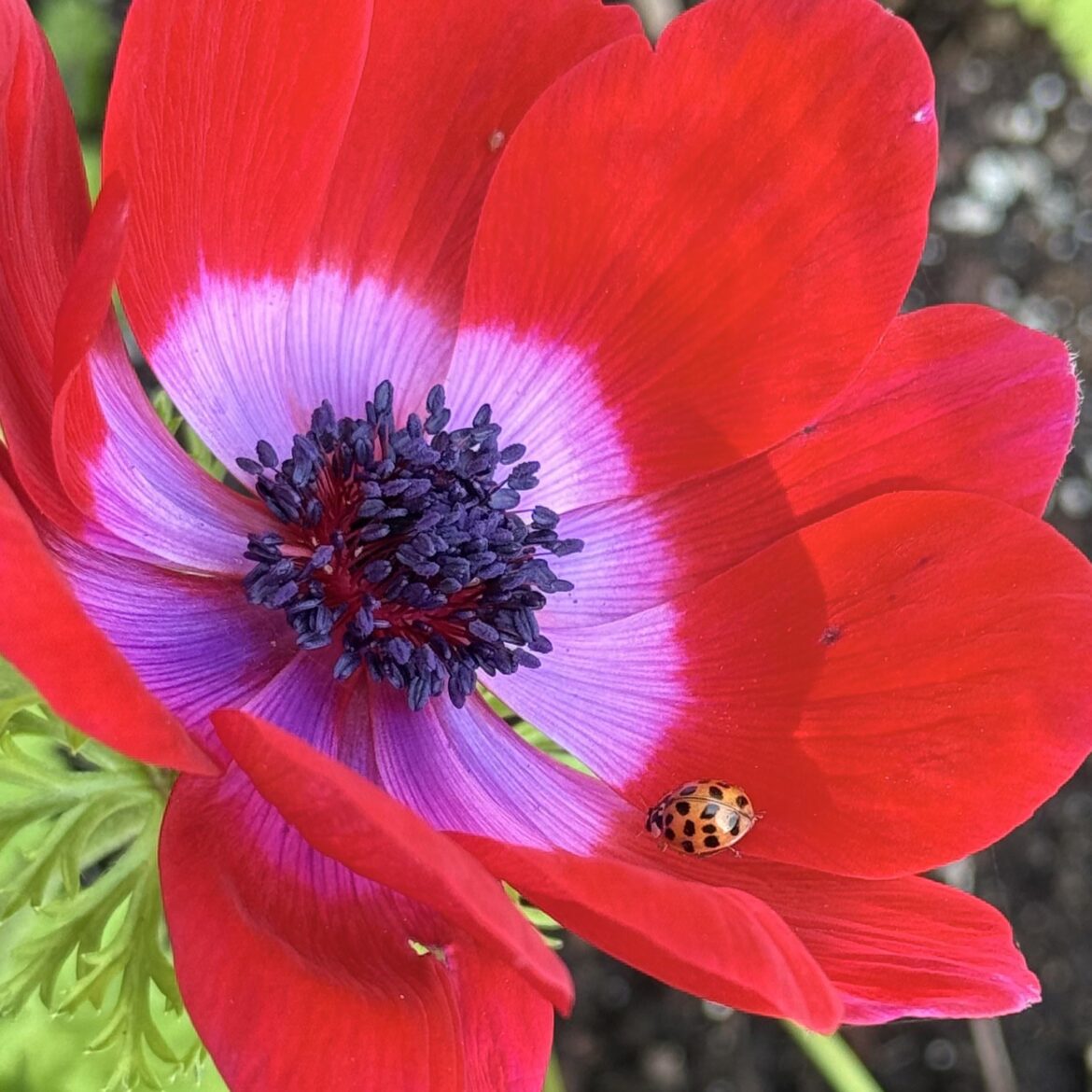 Anemone helper hard at work 🐞🌸🐞