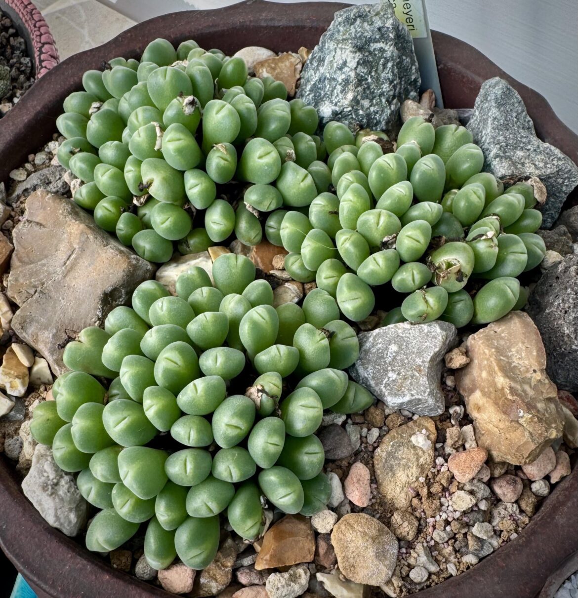 Little hungry mouths