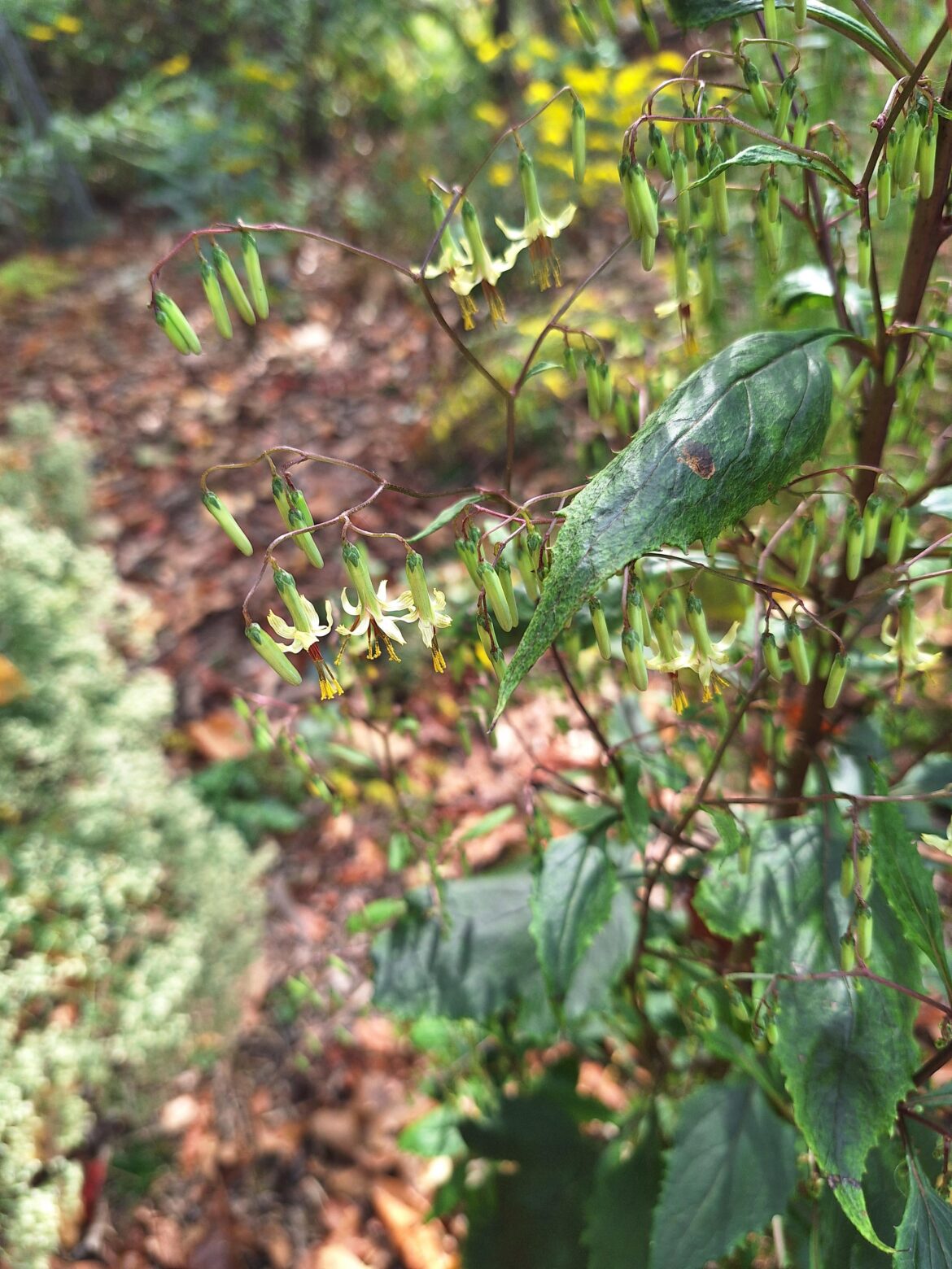 Tall Rattlesnake Root