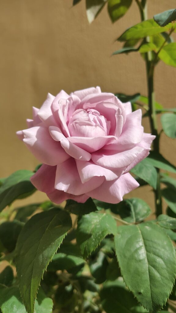 La Rosa Blu