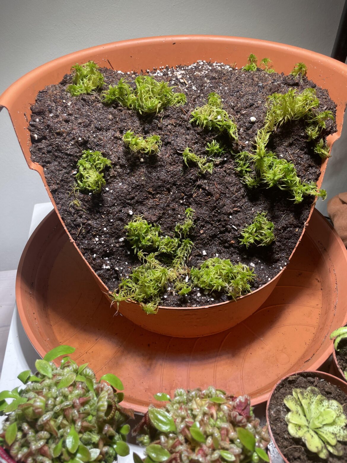 Question about vertical cephalotus setup