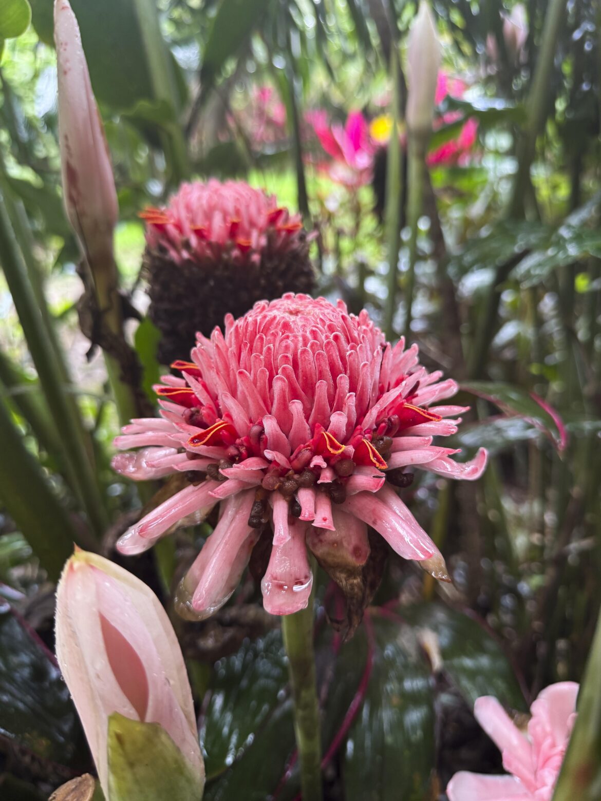 Taken in costa rica, what is this?