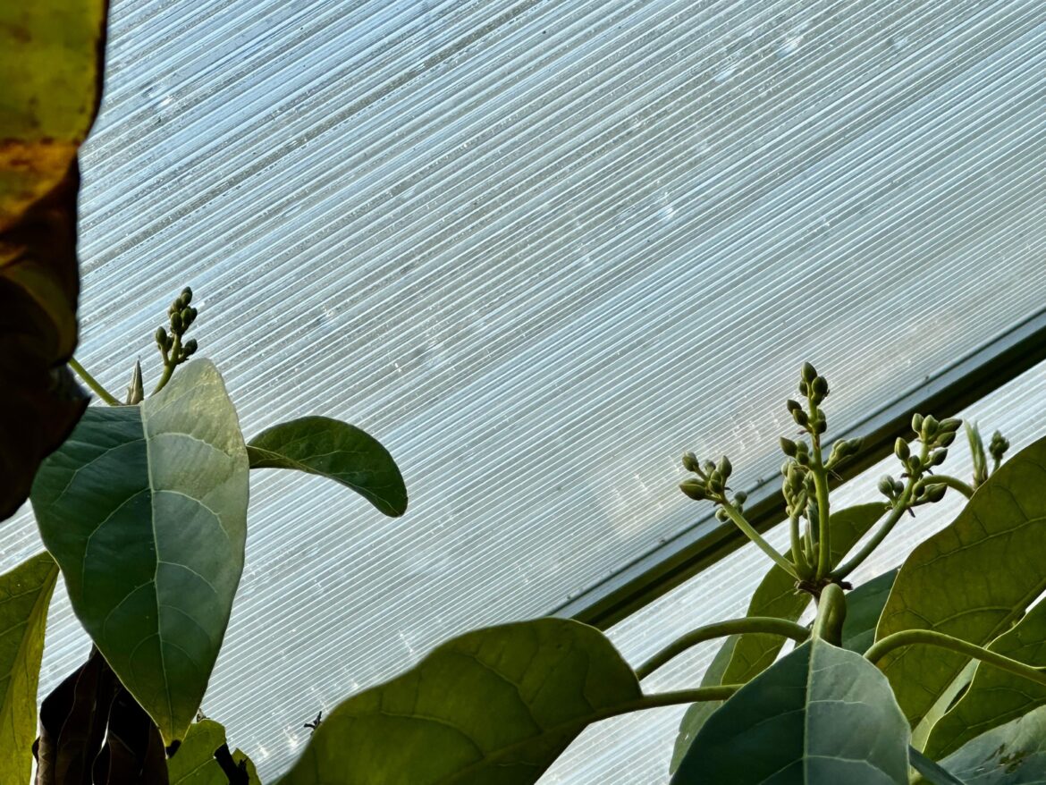 Avocado has buds!! Avocado has buds!!